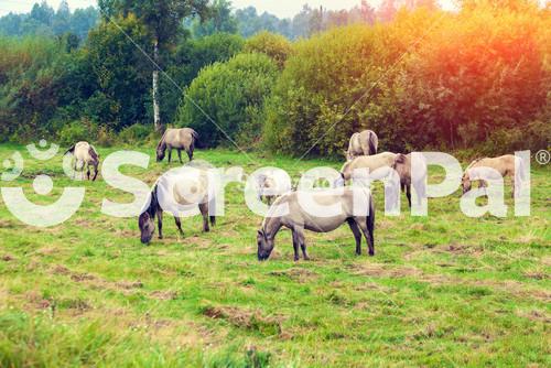 Herd Of Wild Horses On The Meadow At Sunset